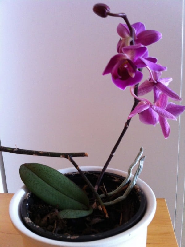Der Ableger meiner Orchidee