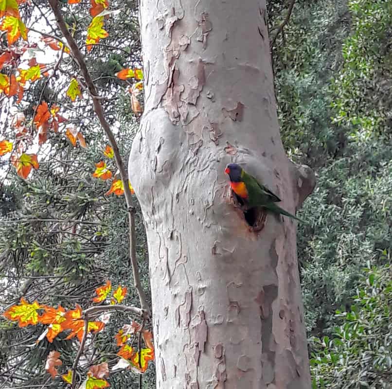 Adelaide - Südaustraliens Hauptstadt