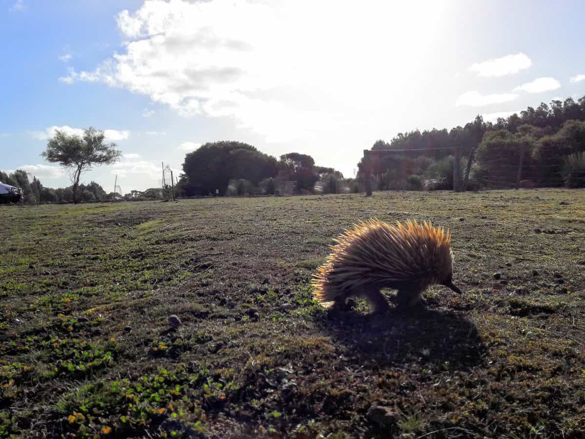 Kangaroo Island, die drittgrößte Insel Australiens, ein riesiger Naturpark