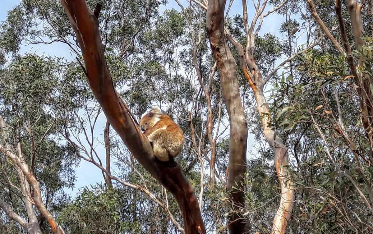 Kangaroo Island, die drittgrößte Insel Australiens, ein riesiger Naturpark