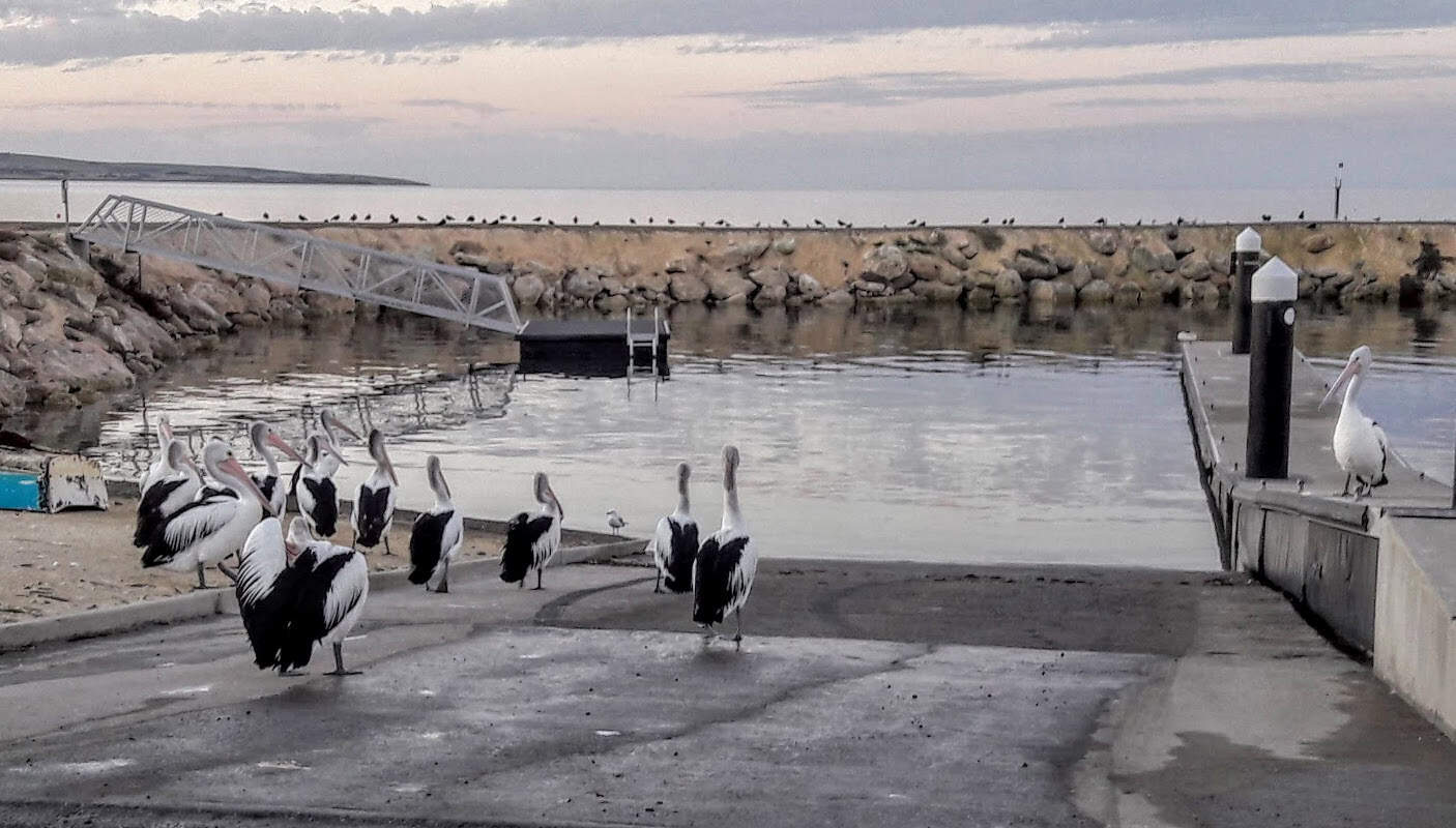 Kangaroo Island, ein ganz besonderes Erlebnis