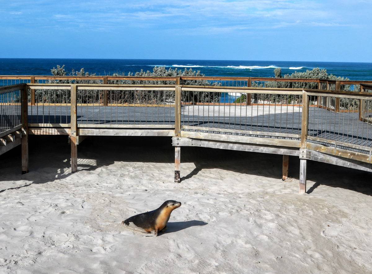 Kangaroo Island, ein ganz besonderes Erlebnis