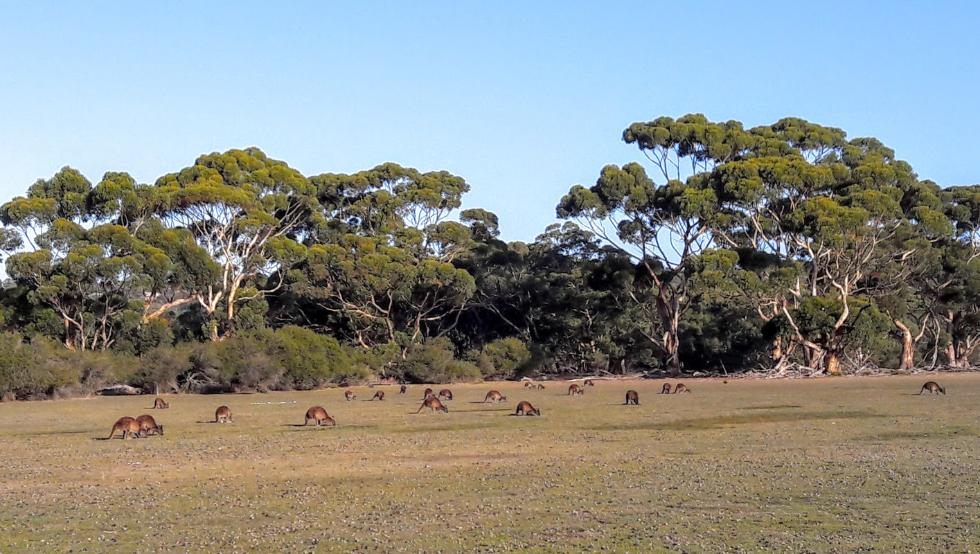 Kangaroo Island, die drittgrößte Insel Australiens, ein riesiger Naturpark