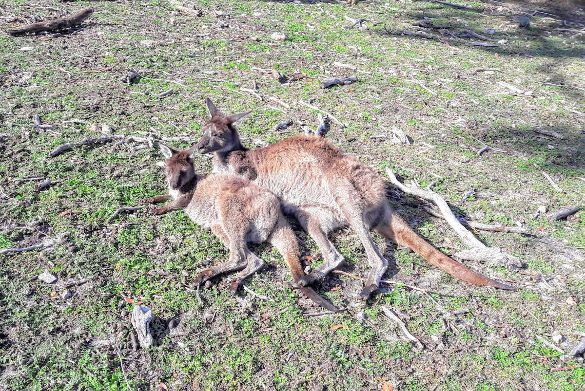 Adelaide - das Umland bis zu den Adelaide Hills 