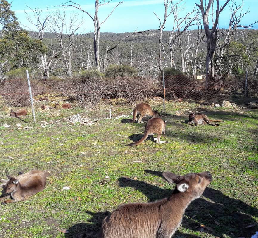 Adelaide - das Umland bis zu den Adelaide Hills