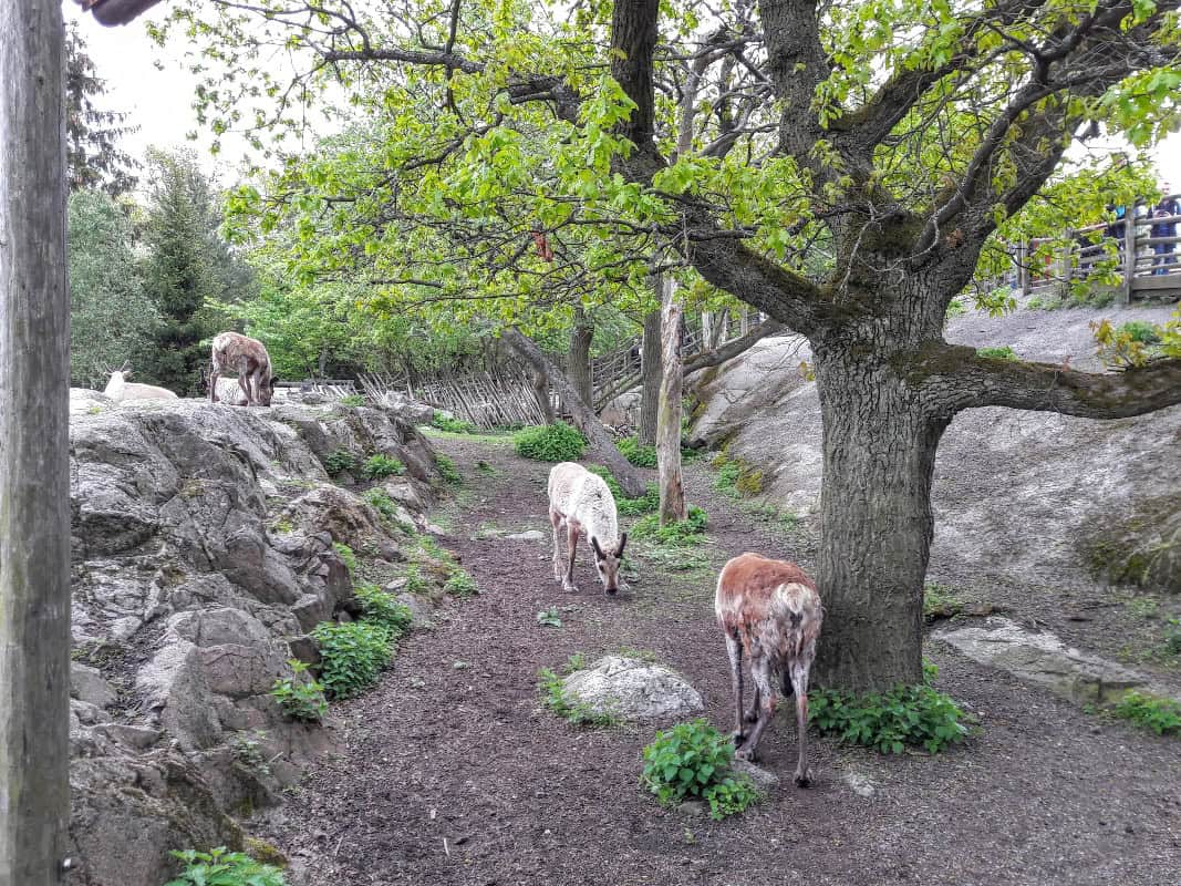 NOrdiska Museum - Skansen Freilichtmuseum - beide sind einen Besuch wert