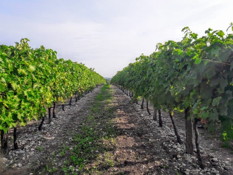 Château Montifaud - von der Traube bis ins Cognacglas