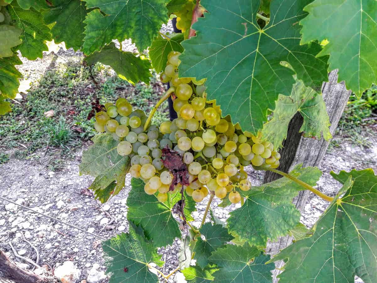 Château Montifaud - von der Traube bis ins Cognacglas