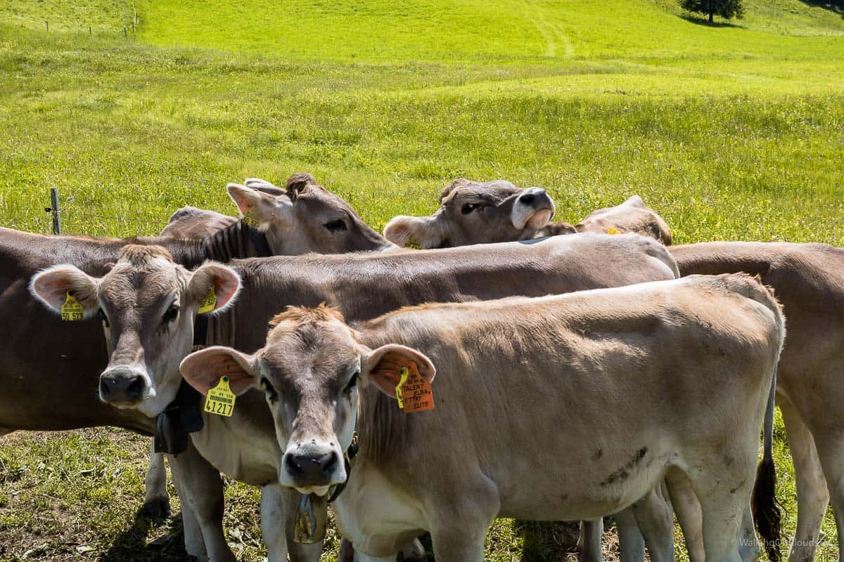 Urlaub im Hotel Bayrischer Hof, Oberstaufen, Oberallgäu, Erholung, Wandern, Schrothkur, Buchenegger-Wasserfälle, Wellness, Nagelfluhkette, Alpe, Käserei, Best Ager