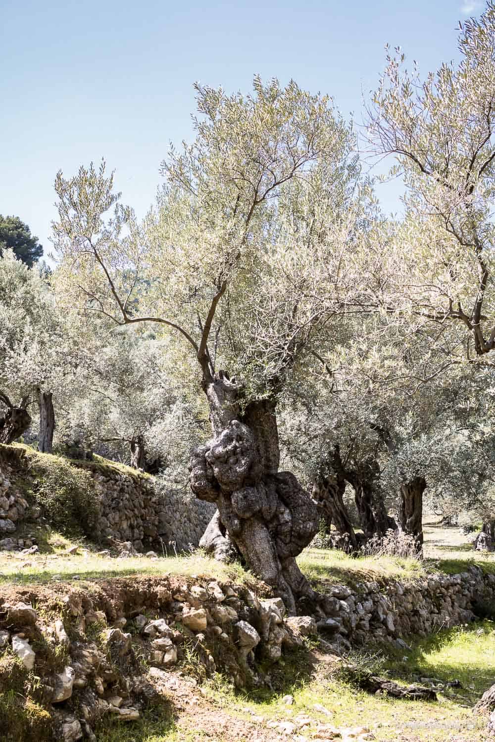 Yoga und Wandern auf Mallorca, meine ersten Erfahrungen, Retreat Finca Son Manera, Palma, Kathedrale, Arabische Bäder, Soller, walking, Best Ager, Alleinreisende