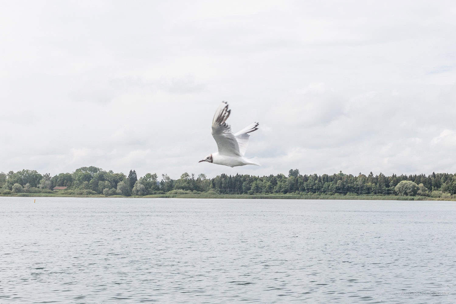 Kurztrip an den Chiemsee - was man sich ansehen sollte, Herreninsel, Fraueninsel, Herrenchiemsee, Alten Schloss, Alpenland, Wolfsschlucht, Wendelstein, Lüftlmalerei, Schiffleutwanderweg