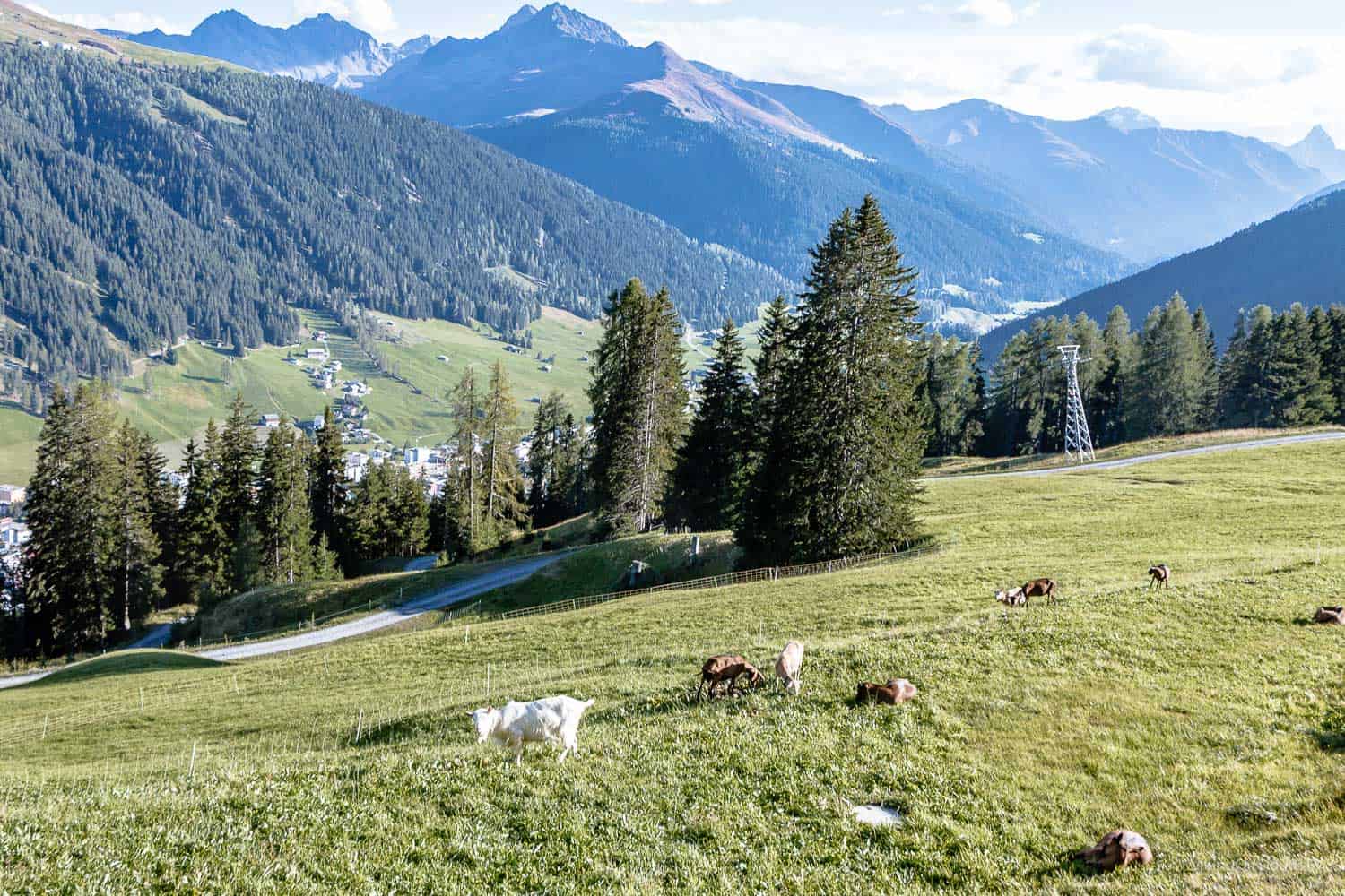 Davos - Schweiz, Tipps für einen erholsamen Urlaub. Wandern auf den Wegen von Thomas Mann und Ernst Ludwig Kirchner - Sehenswürdigkeiten - Schatzalp - Reiseblog