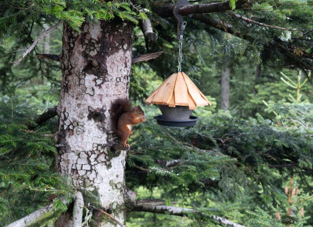 Nördlicher Schwarzwald - Sehenswürdigkeiten und Reisetipps - Hotel Enztal - Wellness - Entspannung - Enzklösterle - Heidelbeerhaus - Sommerberg - Baumwipfelpfad - Wild Line Hängebrücke