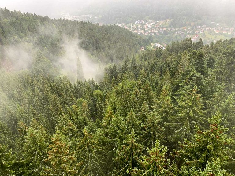 Nördlicher Schwarzwald - Sehenswürdigkeiten und Reisetipps - Hotel Enztal - Wellness - Entspannung - Enzklösterle - Heidelbeerhaus - Sommerberg - Baumwipfelpfad - Wild Line Hängebrücke