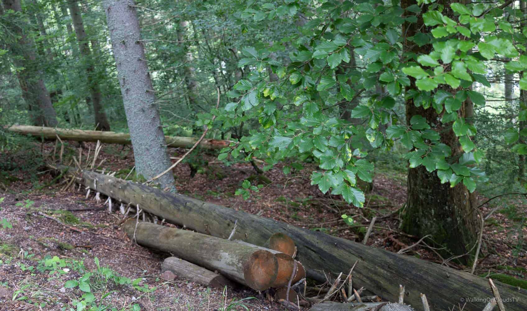 Nördlicher Schwarzwald - Sehenswürdigkeiten und Reisetipps - Hotel Enztal - Wellness - Entspannung - Enzklösterle - Heidelbeerhaus - Sommerberg - Baumwipfelpfad - Wild Line Hängebrücke