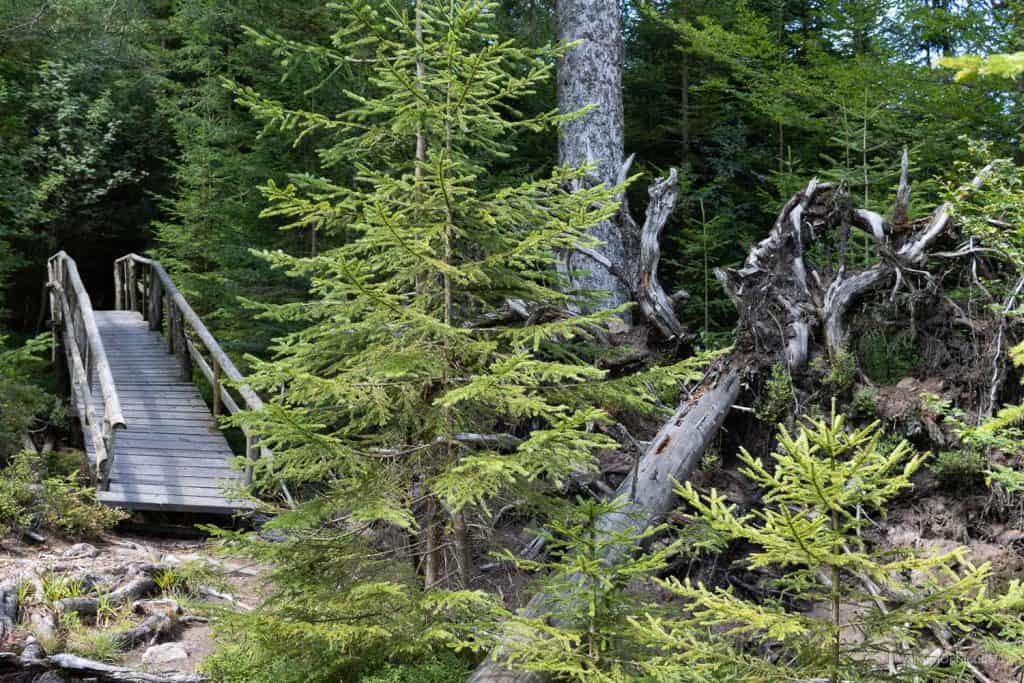 Nördlicher Schwarzwald - Sehenswürdigkeiten und Reisetipps - Hotel Enztal - Wellness - Entspannung - Enzklösterle - Heidelbeerhaus - Sommerberg - Baumwipfelpfad - Wild Line Hängebrücke