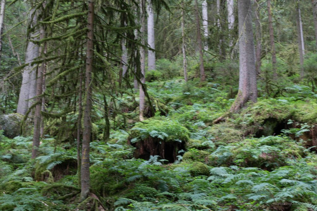 Nördlicher Schwarzwald - Sehenswürdigkeiten und Reisetipps - Hotel KroneLamm - Wellness - Entspannung - Bad Teinach - Zavelstein - Premiumweg "Der Teinacher"